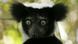 Lemuren Indri Lemuren Indri