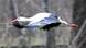 BdT Deutschland Storch Karlsson BdT Deutschland Storch Karlsson