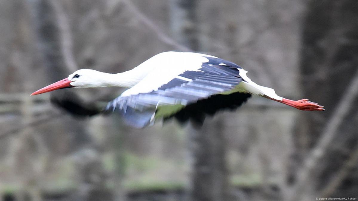 Stork tangled in fishing line dies