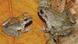 Photo: Fanged Frogs Photo: Fanged Frogs