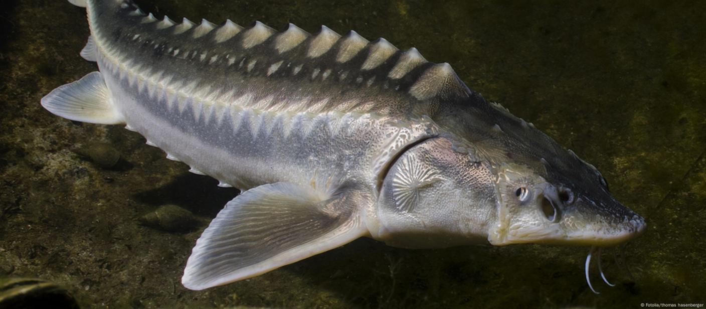 Sturgeon Found Dead on Poacher's Hooks in the Danube, May Have Been Used as  Live Bait ○ Danube Sturgeons