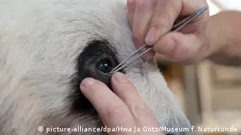 Berliner Zoo-Pandas kommen ins Museum