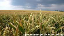 Saat-Weizen, Weich-Weizen, Weizen (Triticum aestivum), Weizenfeld, Deutschland, Mecklenburg-Vorpommern | bread wheat, cultivated wheat (Triticum aestivum), field with bread wheat, Germany, Mecklenburg-Western Pomerania picture-alliance/blickwinkel/M. Henning