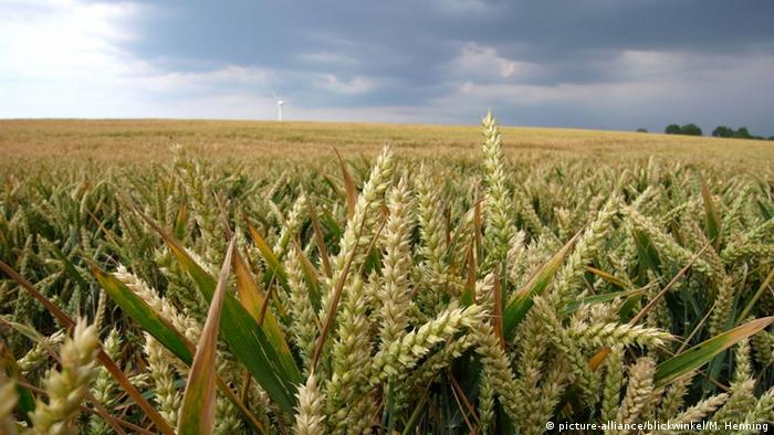 أحد حقول القمح في ألمانيا بولاية ميكلنبورغ- فوربومرن أحد حقول القمح في ألمانيا بولاية ميكلنبورغ- فوربومرن