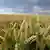 Weizen Ernte Symbolbild GVO GMO Gentechnik EU