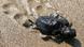 Naturschutzprojekt für Schildkröten auf Zypern Naturschutzprojekt für Schildkröten auf Zypern