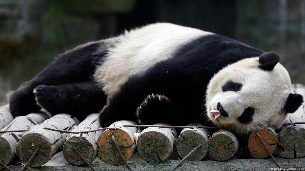 Pandas at risk – DW – 01/29/2015