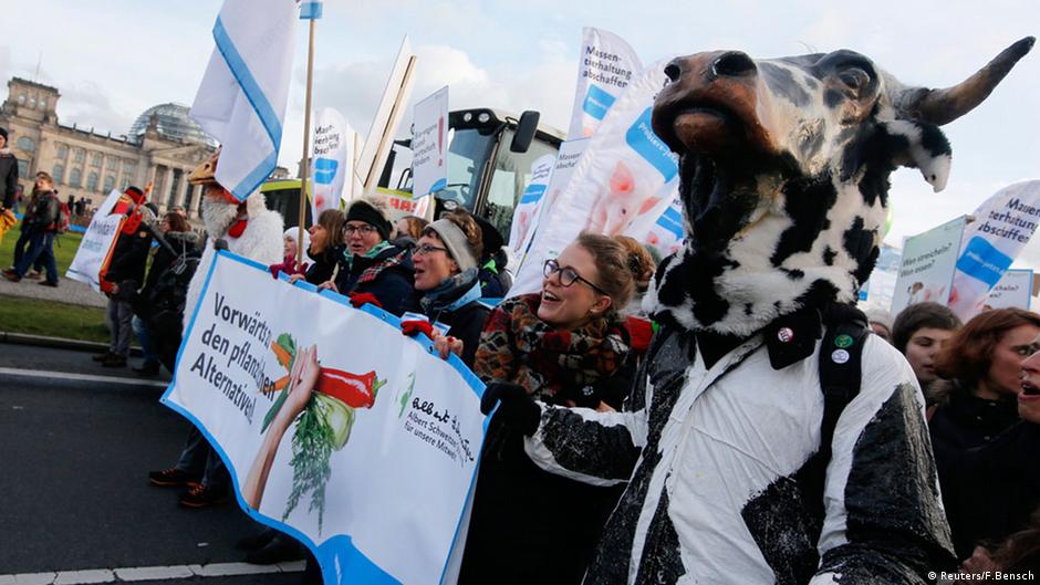 Protesty w Berlinie:„Mamy już dosyć rolnictwa przemysłowego”