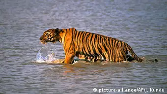 Indien Sunderbans Indischer Bengalischer Tiger