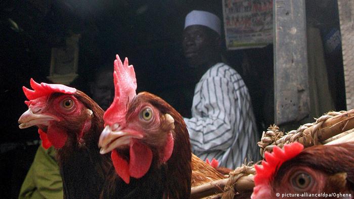 Bird flu in Nigeria EPA/ONOME OGHENE +++(c) dpa - Bildfunk+++