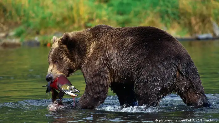 Brown bear in Alaska (picture-alliance/OKAPIA KG/E. Kuchling)