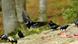 A group of ravens eating meat A group of ravens eating meat