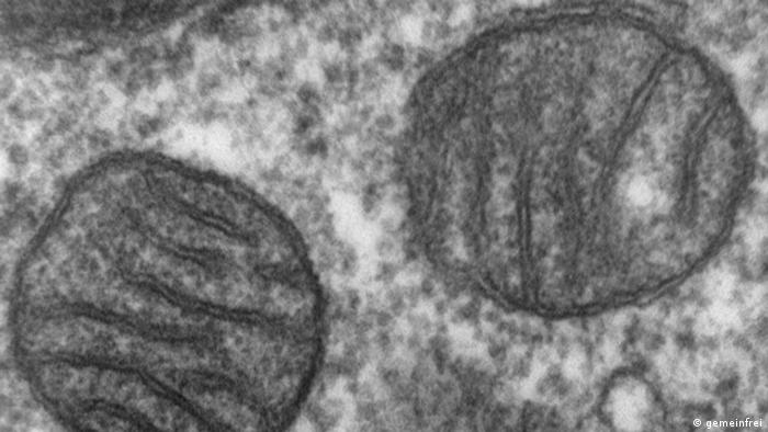 Mitochondrien (Foto: Louisa Howard)