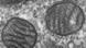 Mitochondrien Mitochondrien