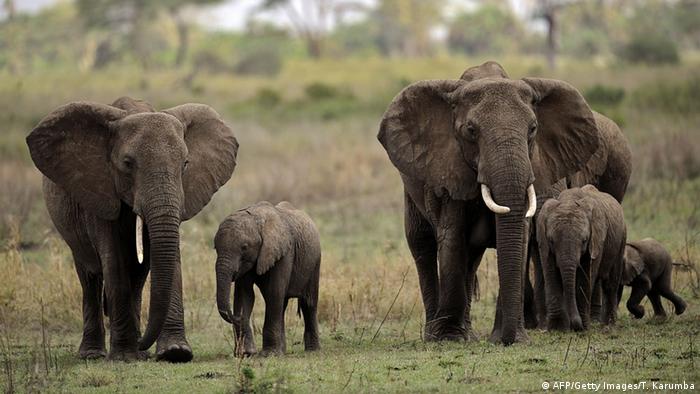 Serengeti Nationalpark in Tansania (AFP/Getty Images/T. Karumba)