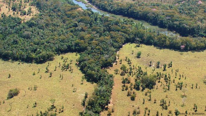 How Wildlife Corridors Help Species Survive Deforestation In Brazil Global Ideas Dw 10 02 15