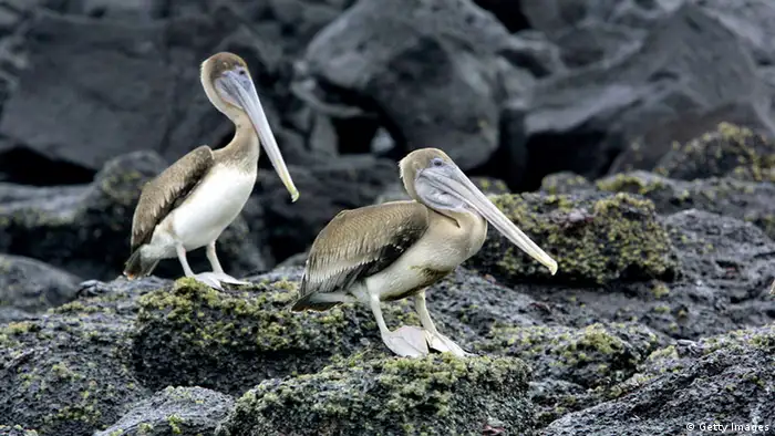 Mit Öl verschmutzter Pelikan auf den Galapagos-Inseln, Ecuador