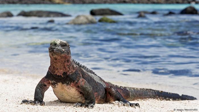 Iguana on the beach of the Galapagos Islands 