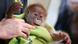 Orangutan Baby Rieke Berlin Zoo Orangutan Baby Rieke Berlin Zoo