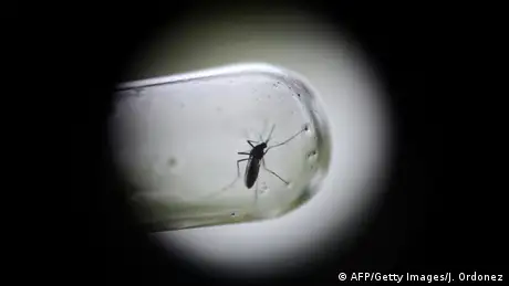 Aedes Aegypti-Mücke