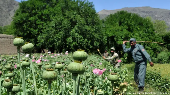 Afghanistan Drogenanbau