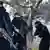 Verschleierte Frauen mit Gewehren aus einem IS-Propaganda-Video (Foto: "picture-alliance/dpa/Syriadeeply.org)