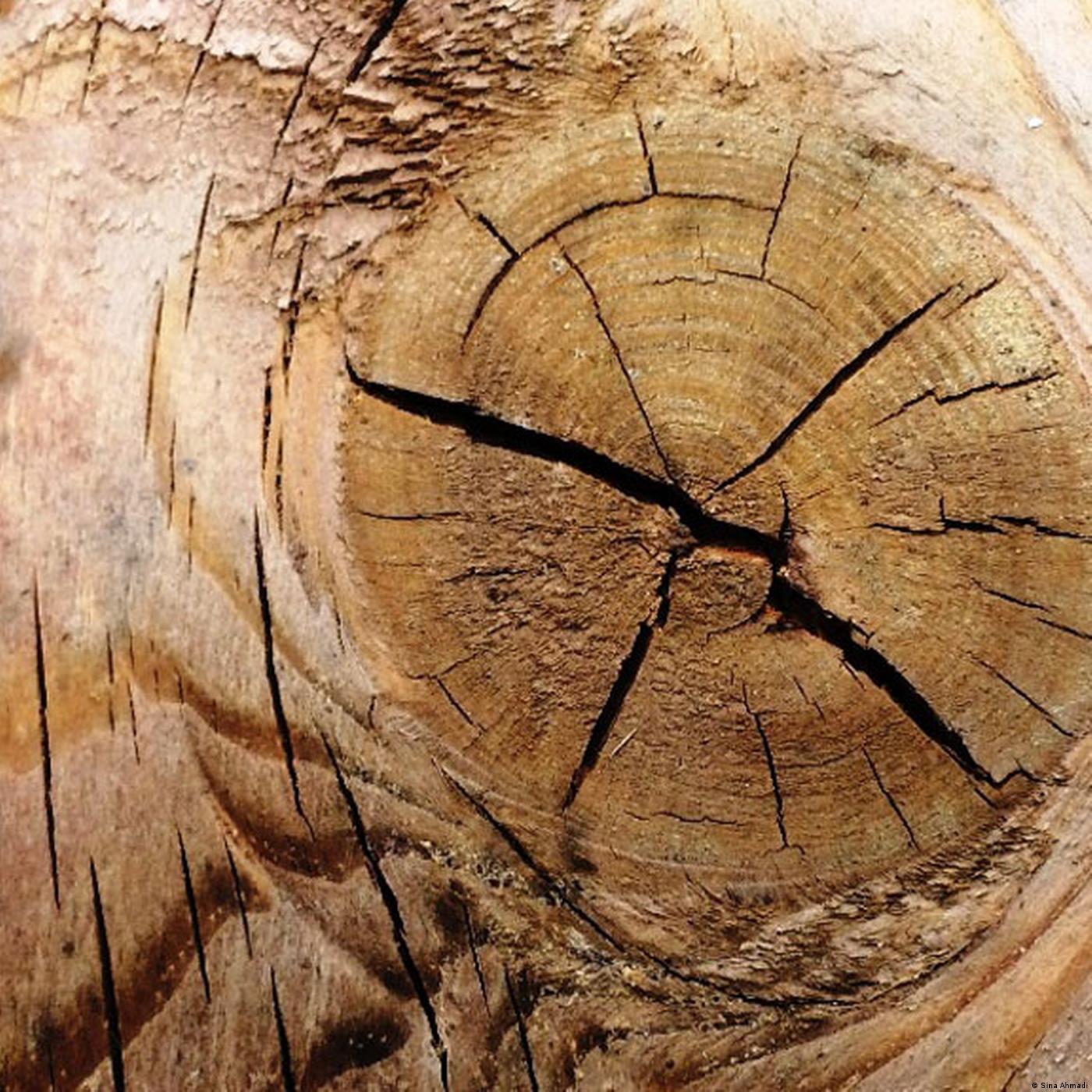 Living Planet: The wonderful world of wood