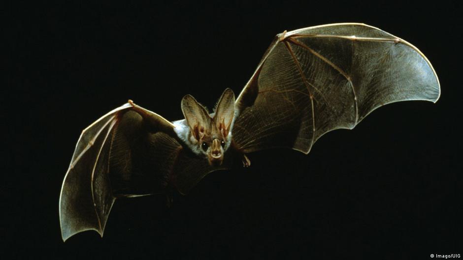 Living Planet: Vampires suck blood, or do they? – DW – 08/18/2016