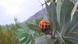 Close up of a plant against a backdrop of hills Close up of a plant against a backdrop of hills