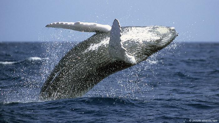 International Whaling Commission debates the fate of world′s remaining ...