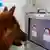Hund im Versuchsaufbau zur Gesichtserkennung Veterinärmedizinische Universität Wien