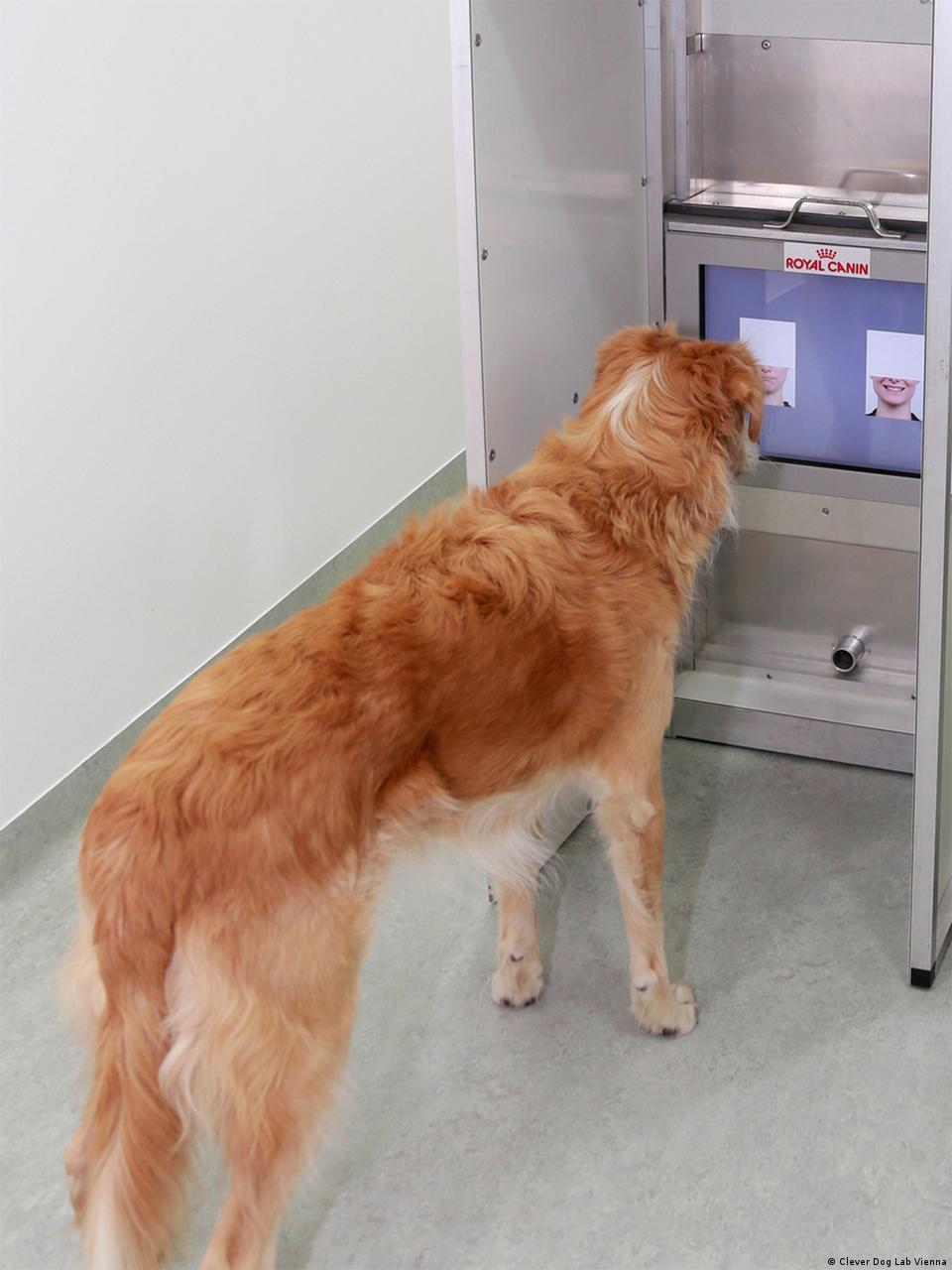 How Do Dogs Recognize Faces