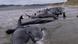 Gestrandete Grindwale vor der Küste von Stewart Island, Neuseeland Gestrandete Grindwale vor der Küste von Stewart Island, Neuseeland