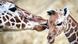 BdT 13.02.2015 Giraffennachwuchs in Duisburg BdT 13.02.2015 Giraffennachwuchs in Duisburg