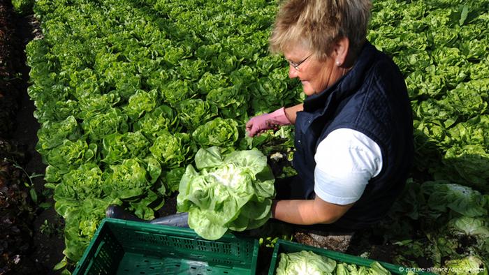Harvesting of organic lettuce