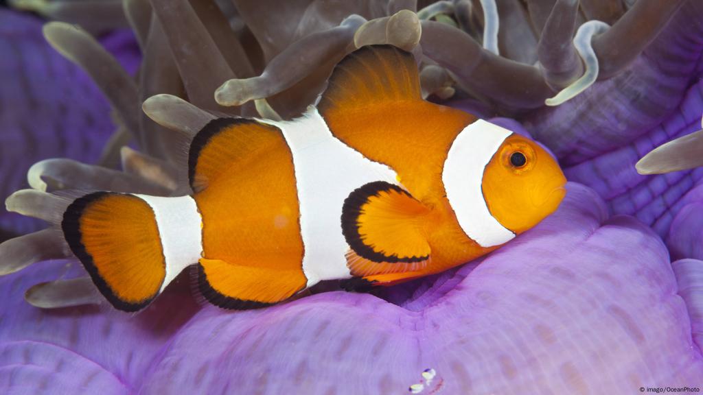 Clownfish Clownfish Voice
