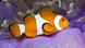 Clown fish Clown fish