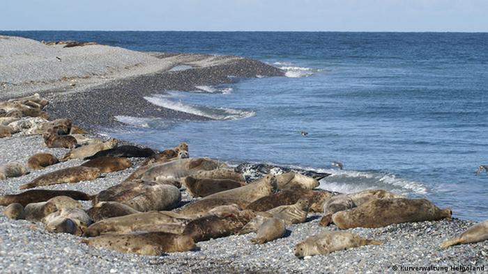 Seals bask in the sun along the coast at Helgoland in winter.