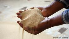 White teff grain. Photo by James Jeffrey.