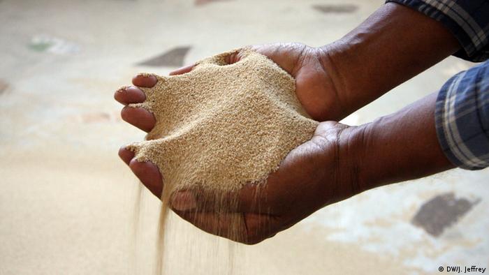 Two hands holding white teff grain