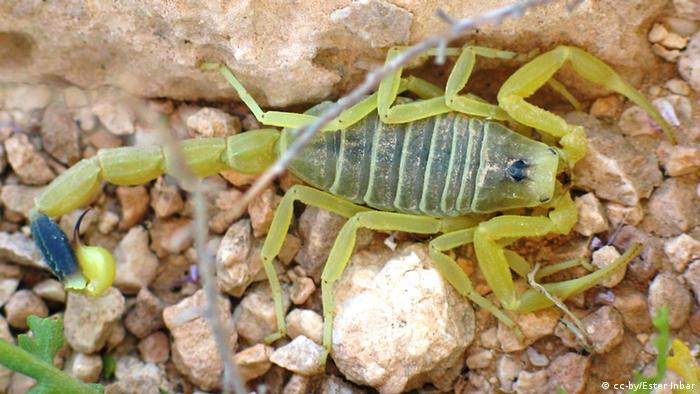 Yellow Mediterranean Scorpion