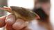 A tiny waxbill perched on a human hand A tiny waxbill perched on a human hand