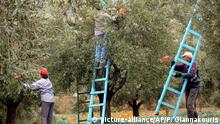 ARCHIV - A file photo dated 23 November 2005 showing farm workers in the village of Halki, southern Greece, harvesting olives. EPA/VASSILIS PSOMAS (zu dpa-Meldung EU-Richter: Griechenland muss Olivenöl-Hilfen zurückzahlen vom 10.07.2014) +++(c) dpa - Bildfunk+++