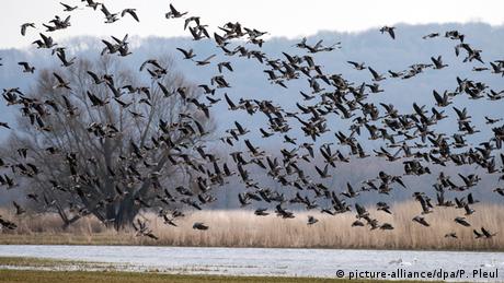 Wildgänse fliegen über einen See