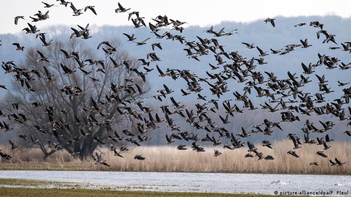 Wildgänse fliegen über einen See
