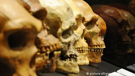 Nuestro estudio socava la idea de que comer grandes cantidades de carne impulsó los cambios evolutivos de nuestros primeros ancestros.