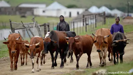 Südafrika Rinderherde Rinder 
