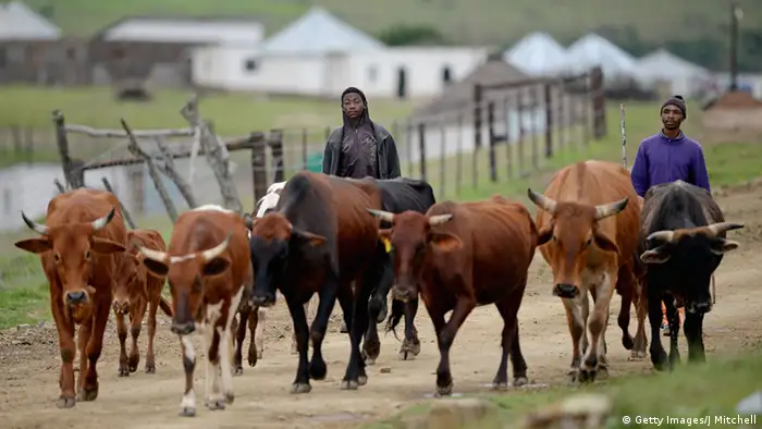 Südafrika Rinderherde Rinder