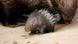 A baby porcupine A baby porcupine