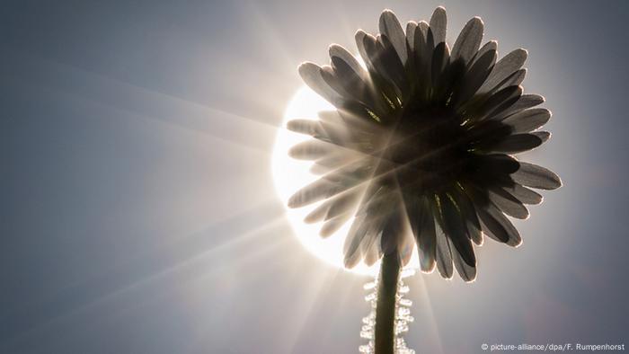 The sun behind a flower